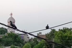 थे सिरसा हेरिटेज